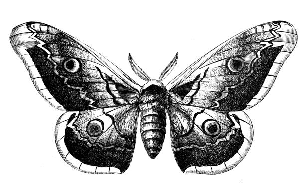 골동품 동물 삽화 : 사성 화피리, 거대한 공작 나방, 큰 공작 나방, 거대한 황제 나방 - moth stock illustrations