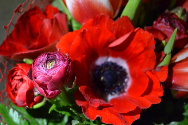 istock Macro of a red anemone 1206221672
