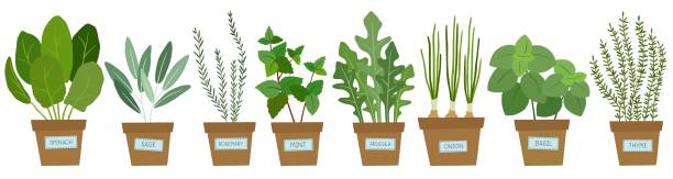 ilustrações de stock, clip art, desenhos animados e ícones de set of potted herbs. - white background freshness spinach vegetable