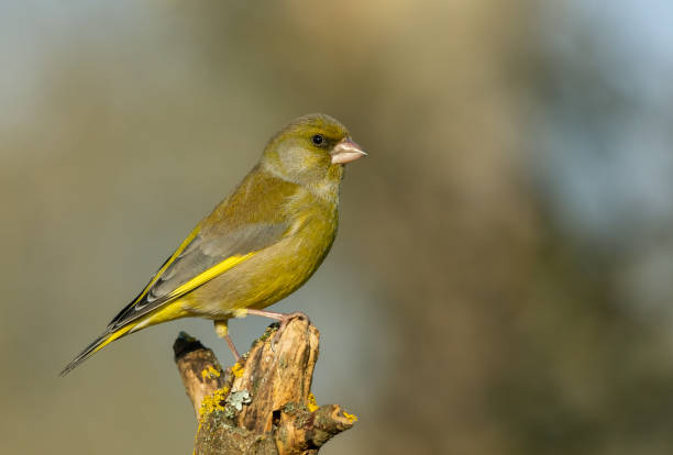 istock Male european greenfinch 1206222100