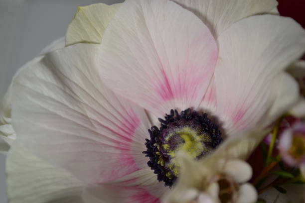 istock Anemone flower close up 1206222165