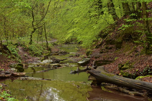 istock Walking on a forest path in Hungary, Obanya 1206223284