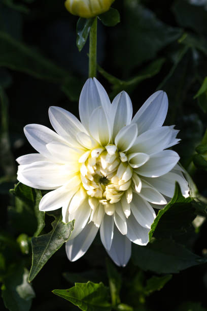 istock Blossom of a white dahlia in full bloom 1206223451