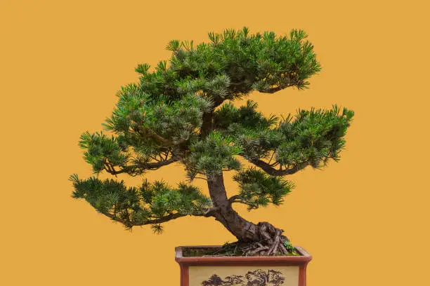 Photo of Bonsai tree on yellow background