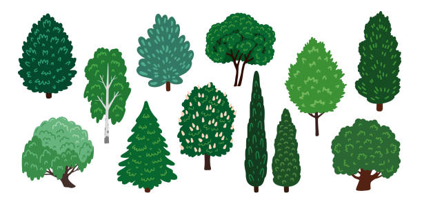 Set of hand drawn forest and park trees. Various cartoon design elements for woodland landscape. Vector flat illustrations, isolated on white background. alder tree drawing stock illustrations