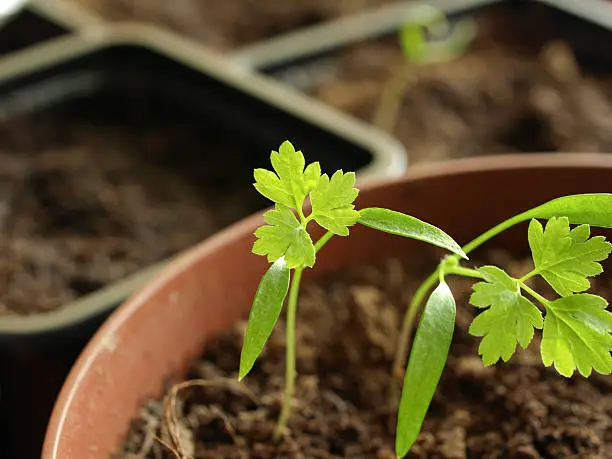 small garden chervil in seedling cup