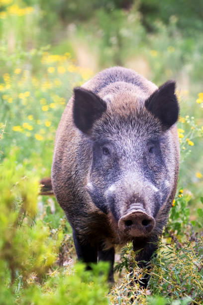 istock European wild boar ( Sus scrofa) 1206228808