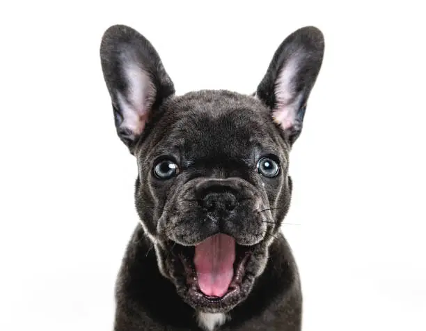 Photo of Black French bulldog puppy over a white background yawn