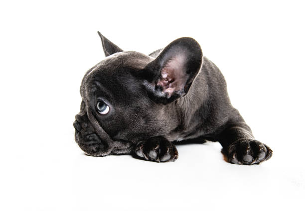 Black French bulldog puppy over a white background A Black French bulldog puppy over a white background french bulldog puppies stock pictures, royalty-free photos & images