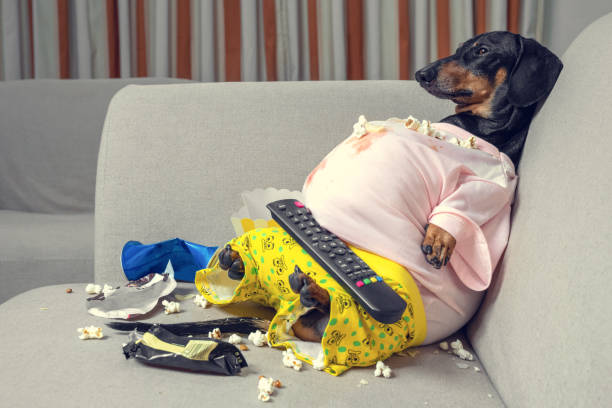pomme de terre de divan de chien gras mangeant un maïs soufflé, chocolat, restauration rapide et regardant la télévision. parodie d’une personne paresseuse - animal fat photos et images de collection