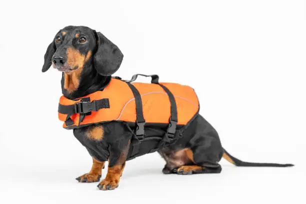 Photo of Portrait of a cute dog of the Dachshund breed, in a orange life jacket on white background. not isolate