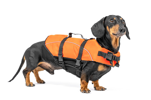 portrait of a cute dachshund dog, black and tan, wearing orange life jacket, on white background. not isolate