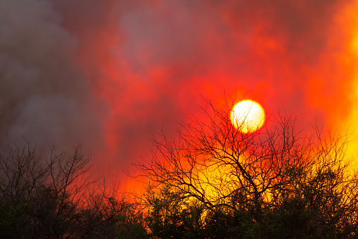 Dramatic Forest fire at sunset in the Chaco region of Argentina