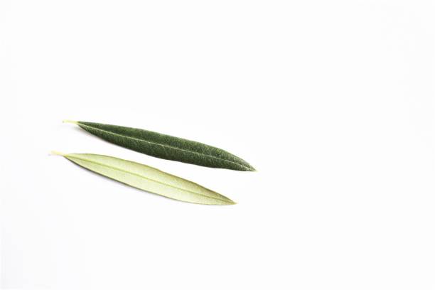 Pair of olive leaves front and back photo isolate on white background copy space top view
