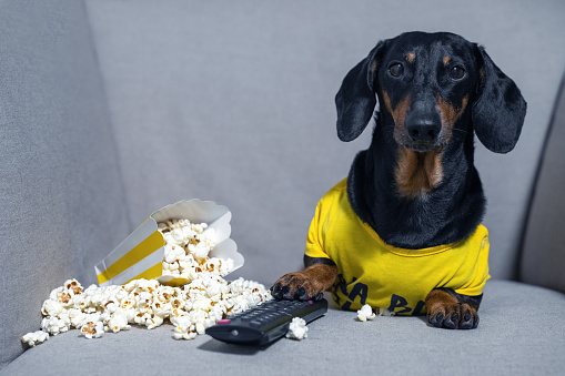 Funny dachshund dog in a yellow T-shirt spends his free time in weekend sitting in chair with a pack of popcorn and TV remote control watching a film. The concept of bad habits, idleness and laziness.