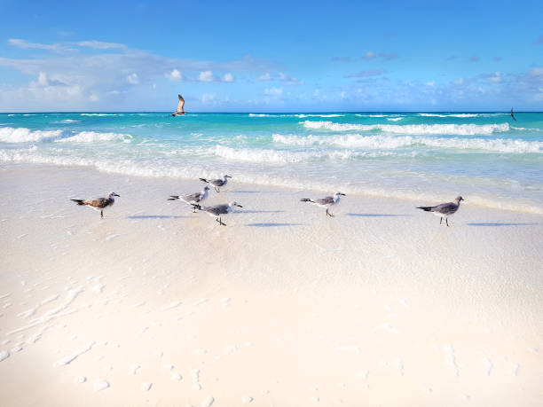 istock Seagulls on the beach in a sunny day 1206233599
