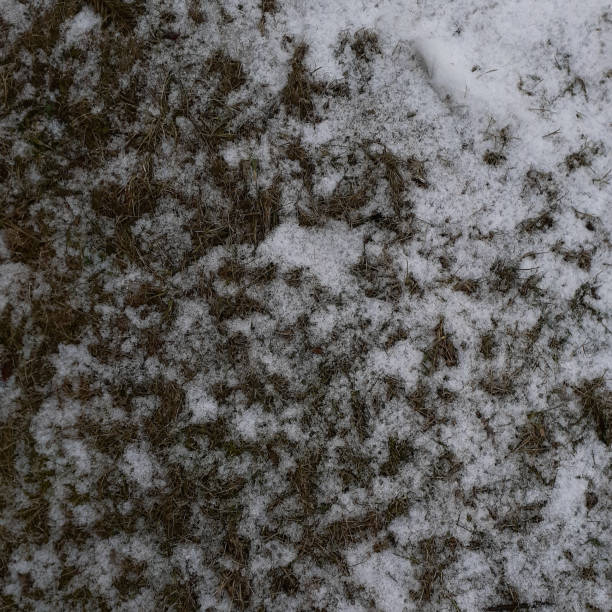 istock Natural Realistic Close Up Photo Texture 1206233953
