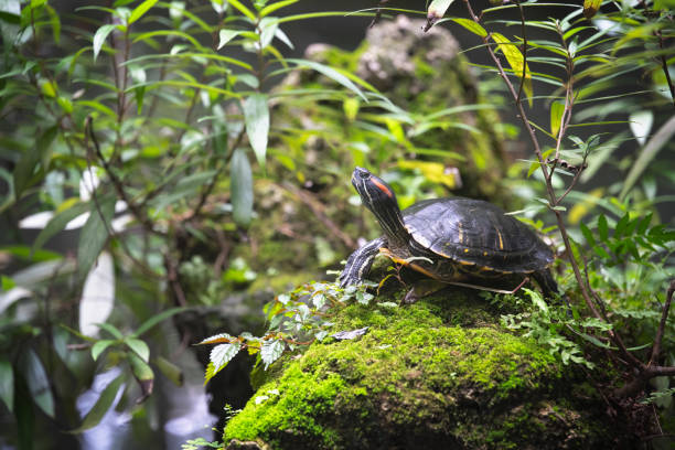 istock Small turtle on a rock in a pond 1206234032