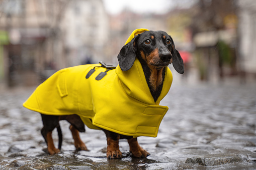 lindo perro dachshund, negro y bronceado, vestido con un abrigo de lluvia amarillo se encuentra en un charco en una calle de la ciudad photo