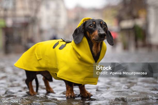 Cute Dachshund Dog Black And Tan Dressed In A Yellow Rain Coat Stands In A Puddle On A City Street Stock Photo - Download Image Now