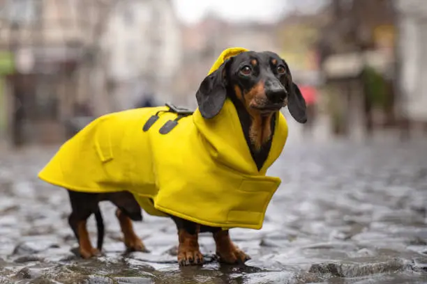 Photo of cute dachshund dog, black and tan, dressed in a yellow rain coat stands in a puddle on a city street