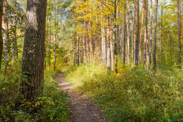 istock Colorful bright beautiful nature in early autumn 1206234311