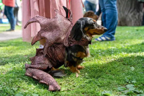 Russia, St. Petersburg, May 25, 2019: Event with dogs and their owners called Dachshund Parade. Costume procession, adorable doxie of merle color in dragon costume, woman in pink dress near. Outdoors.
