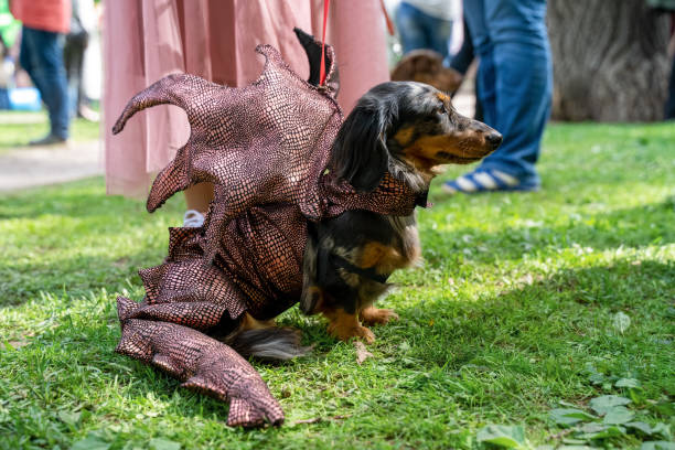 rosja, sankt petersburg, 25 maja 2019: impreza z psami i ich właścicielami o nazwie jamnik parade. kostium procesji, urocza doxie koloru merle w kostiumie smoka, kobieta w różowej sukience w pobliżu. zewnątrz. - cosplay zdjęcia i obrazy z banku zdjęć