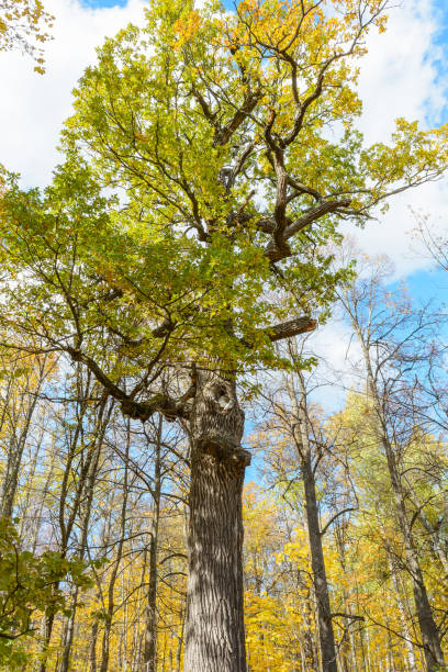 istock Colorful bright beautiful nature in early autumn 1206235574