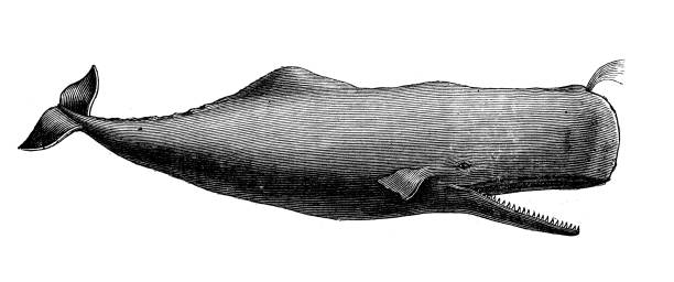 illustrazioni stock, clip art, cartoni animati e icone di tendenza di illustrazione animale antica: capodoglio (physeter macrocephalus), cachalot - capodoglio