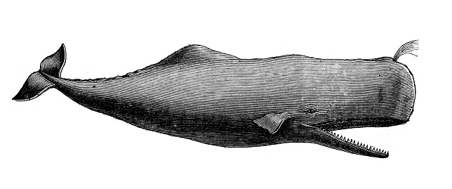 Antique animal illustration: sperm whale (Physeter macrocephalus), cachalot