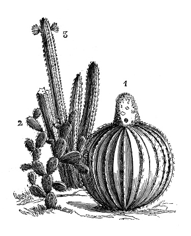 Antique botany illustration: Cactus