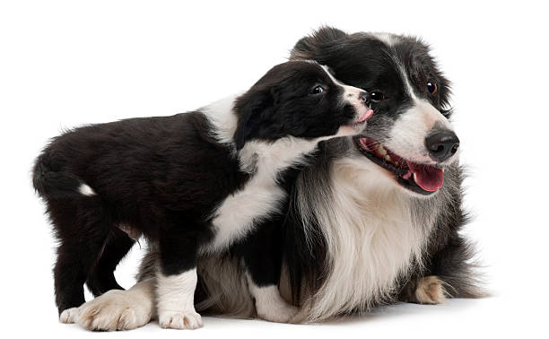 istock Front view of Border Collies interacting, white background. 120623683