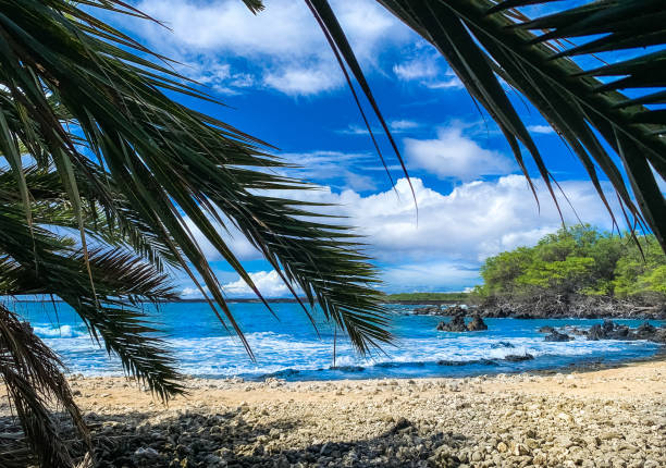 istock beach on the lava fields kings trail in maui, hawaii 1206236903