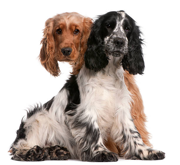 istock Two English Cocker Spaniels, sitting, white background. 120623765