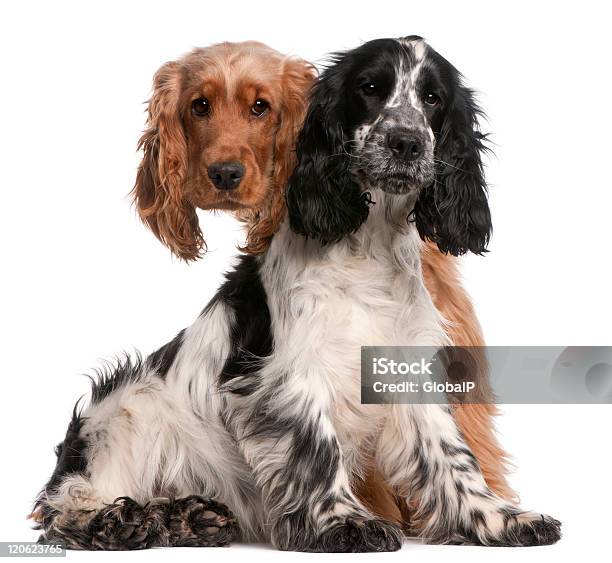 Foto de Dois Inglês Cocker Brilhantes Sentado Fundo Branco e mais fotos de stock de Cão