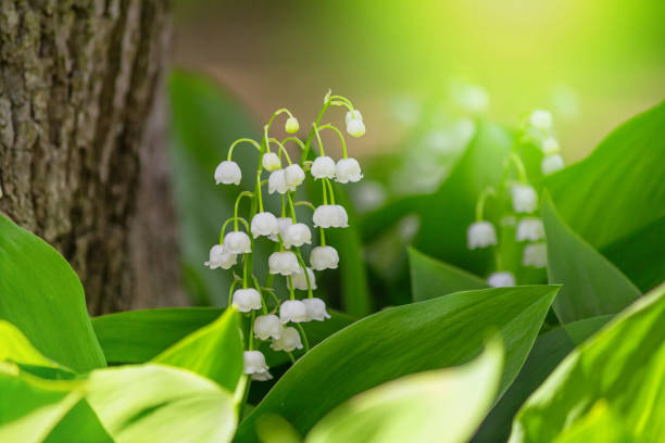 istock Lily of the valley (Convallaria majalis), blooming in the spring forest 1206238626