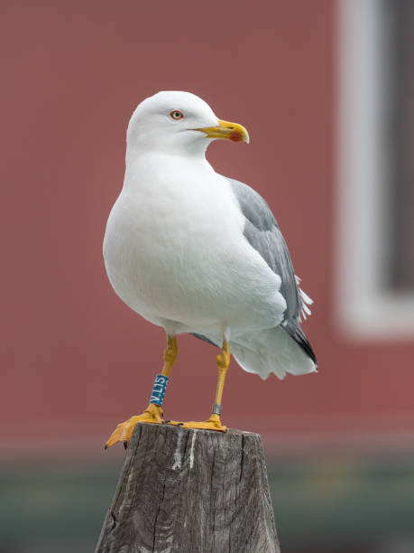 istock A yellow legged gull sitting on a wooden pole 1206240552