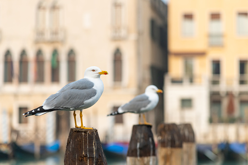 A yellow legged gull sitting on a wooden pole in Venice, Italy