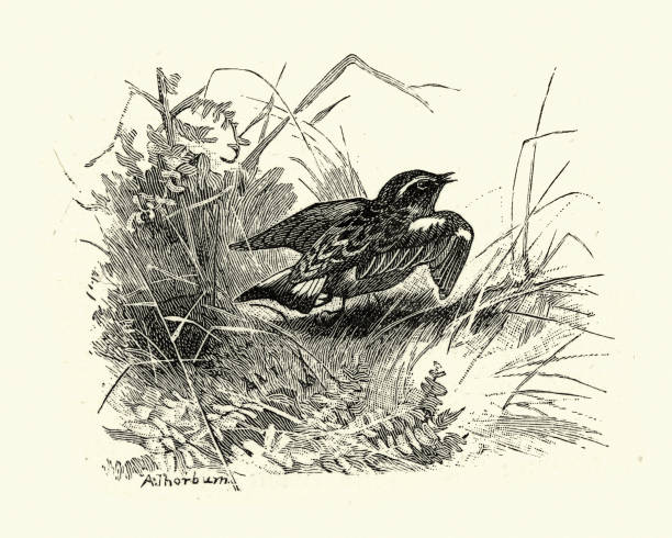 ilustrações, clipart, desenhos animados e ícones de whinchat (saxicola rubetra) na vegetação rasteira - whinchat