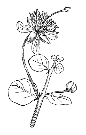 Antique botany illustration: Capparis spinosa, caper bush