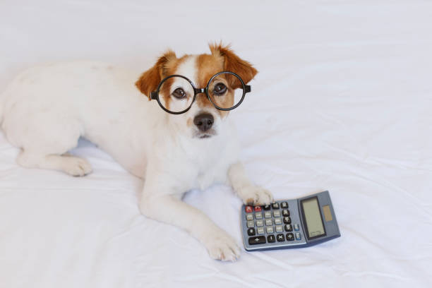 istock cute small dog accountant thinking and calculating with calculator on bed. Pets indoors. Working at home 1206242533