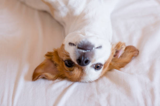 istock cute small dog Dog lying on back on the bed - selective focus. white background. Pets indoors 1206242583