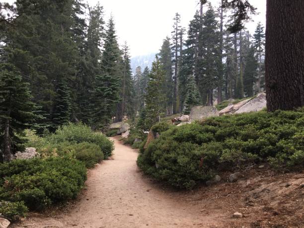 istock Forest at South Lake Tahoe 1206242954