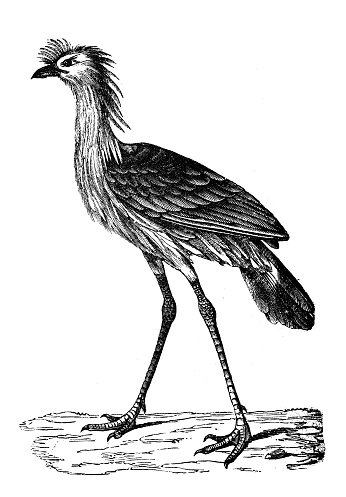 Antique animal illustration: red-legged seriema, Cariama cristata, crested cariama