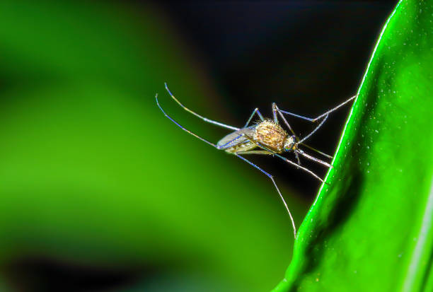istock Mosquito in the garden 1206243081