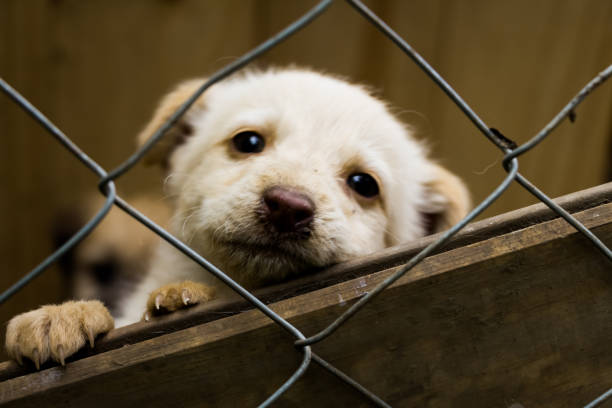 Puppy dog in a shelter adoption Little puppy dog, loking at the camera behing the wire fence, in a shelter adoption. sheltering photos stock pictures, royalty-free photos & images