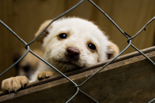 Puppy dog in a shelter adoption Little puppy dog, loking at the camera behing the wire fence, in a shelter adoption. sad dog shelter stock pictures, royalty-free photos & images