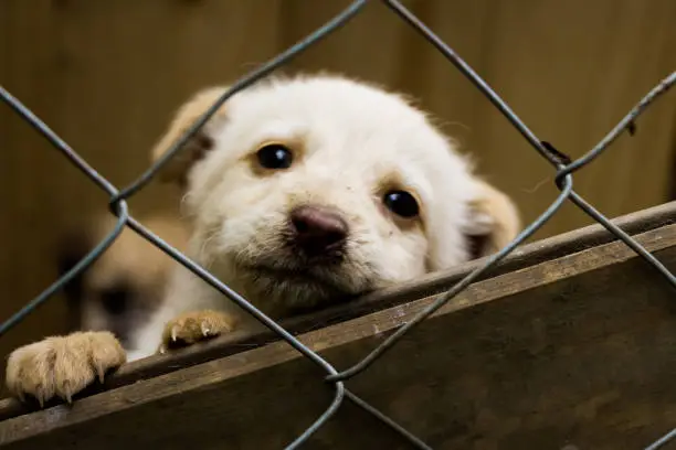 Little puppy dog, loking at the camera behing the wire fence, in a shelter adoption.