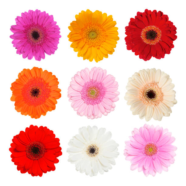 istock Set of gerbera isolated on white. 1206243968